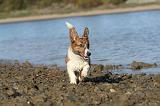 CORGI CARDIGAN 115